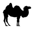 Camel vector silhouette isolated on white. Royalty Free Stock Photo