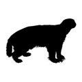 Standing Badger Silhouette Taxidea Taxus