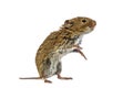 Standing Bank vole on white background