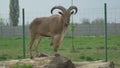 Standing Barbary Sheep