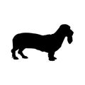 Standing Basset Hound Dog, Side View Silhouette isolated On White Royalty Free Stock Photo