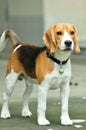 Standing beagle