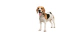 Standing beagle dog smiling looking at the camera isolated on a white background