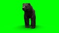 standing bear. Green screen isolate. 3d rendering.