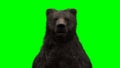 standing bear. Green screen isolate. 3d rendering.