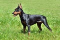 Beautiful German Pinscher