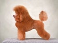 Standing beautiful red poodle