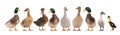 Standing beautiful white ducks isolated Royalty Free Stock Photo