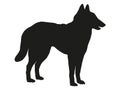 Standing belgian sheepdog puppy. Malinois. Black dog silhouette. Pet animals. Isolated on a white background.