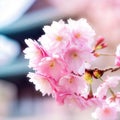 Standing beneath cherry blossoms, one feels immersed in a world of serenity and wonder