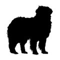Standing Bernese Mountain Dog Silhouette vector Royalty Free Stock Photo