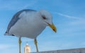 Standing big  bird seagull close up Royalty Free Stock Photo