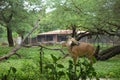 Standing Deer group in Jungle Zoological park Stock Photograph Image