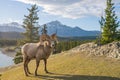 Standing BigHorn Sheep (Ovis canadensis) ram portrait. Canadian Rockies Jasper National Park