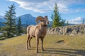 Standing BigHorn Sheep (Ovis canadensis) ram portrait. Canadian Rockies Jasper National Park