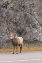 Standing Bighorn sheep on a road near steep hill in Jasper National park