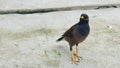 A standing Acridotheres bird on the cement floor