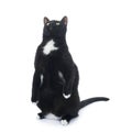 Standing black cat isolated over the white background Royalty Free Stock Photo
