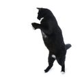 Standing black cat isolated over the white background Royalty Free Stock Photo