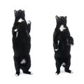 Standing black cat isolated over the white background Royalty Free Stock Photo