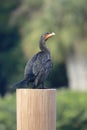 Black feathered Cormorant bird dock pole