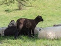 Black lamb and lying sheep on a pasture Royalty Free Stock Photo