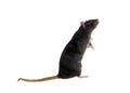 Standing black rat