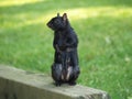Standing Black Squirrel Royalty Free Stock Photo