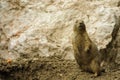 Standing black-tailed prairie dog Royalty Free Stock Photo