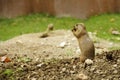 Standing black-tailed prairie dog Royalty Free Stock Photo