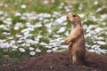 Standing black-tailed prairie dog Cynomys ludovicianus at Rocky Mountain Arsenal National Wildlife Refuge,CO, USA Royalty Free Stock Photo