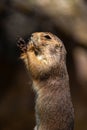 Standing Black-tailed Prairie dog Royalty Free Stock Photo