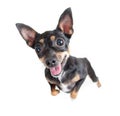 Standing black toy terrier dog top view Royalty Free Stock Photo