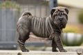 Black SharPei puppy Royalty Free Stock Photo