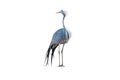 Standing Blue Crane isolated on white