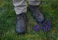 standing boots crocuses bunch brown green lawn grass purple close