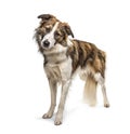 Standing Border collie dog, isolated