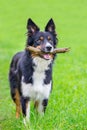 Standing border collie in grass with stick
