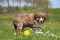 Standing border collie puppy