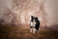 Standing border collie in the sunset