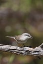 standing on the branch lesser whitethroat