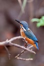 Standing on a branch of the tree, a kingfisher is going to get fish. Royalty Free Stock Photo