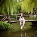 Pitbull Pointer Mixstanding on a bridge over a tranquil river with willow trees hanging down and ducks swimming below Royalty Free Stock Photo