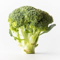 A standing broccoli stalk isolated against a white background. Royalty Free Stock Photo