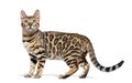 Standing brown bengal cat, side view, isolated