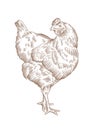 Standing brown chicken