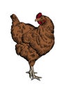 Standing brown chicken