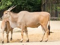 Standing brown common eland with spiral horns Royalty Free Stock Photo