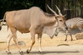 Standing brown common eland with spiral horns Royalty Free Stock Photo