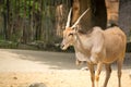 Standing brown common eland with spiral horns Royalty Free Stock Photo